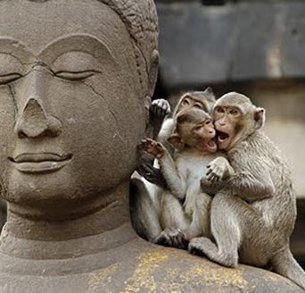 Yoga & Monkey Mind – How to Live in Harmony with Your Mental Companion
